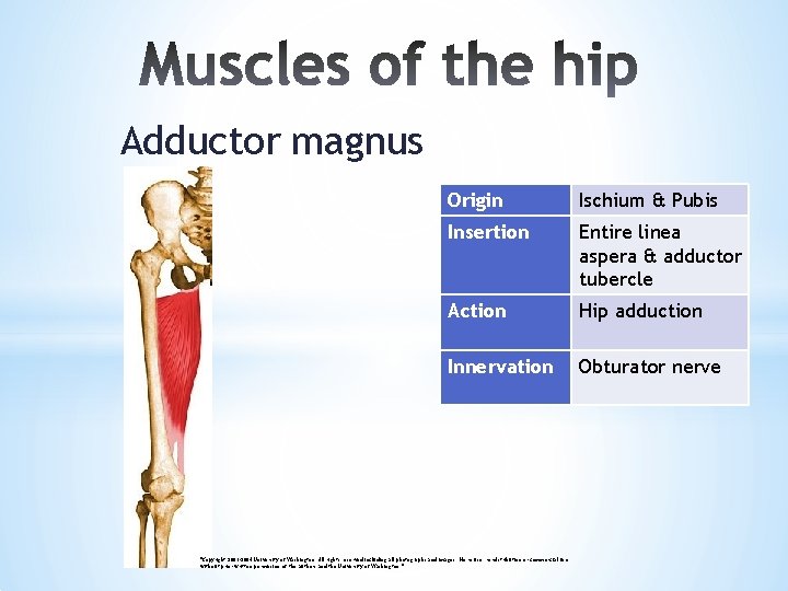 Adductor magnus Origin Ischium & Pubis Insertion Entire linea aspera & adductor tubercle Action