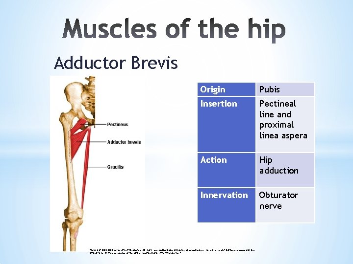 Adductor Brevis Origin Pubis Insertion Pectineal line and proximal linea aspera Action Hip adduction