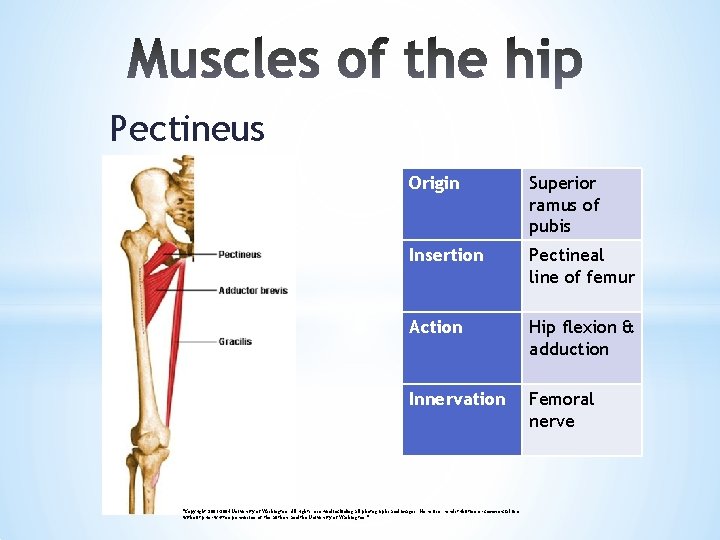 Pectineus Origin Superior ramus of pubis Insertion Pectineal line of femur Action Hip flexion