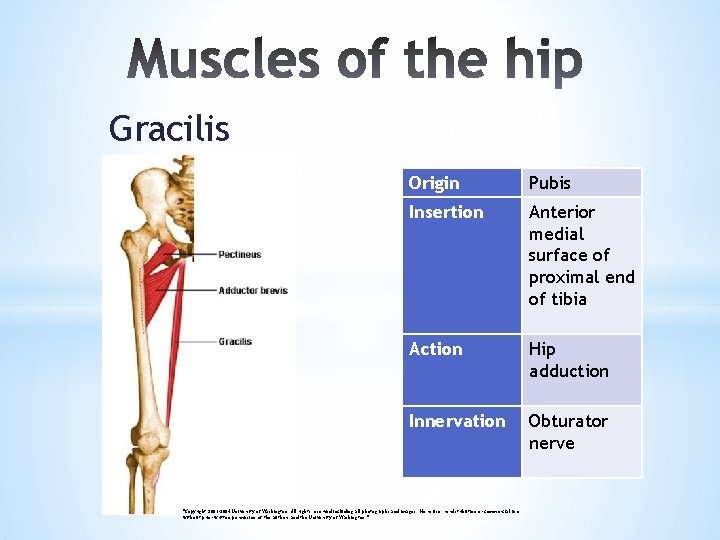 Gracilis Origin Pubis Insertion Anterior medial surface of proximal end of tibia Action Hip