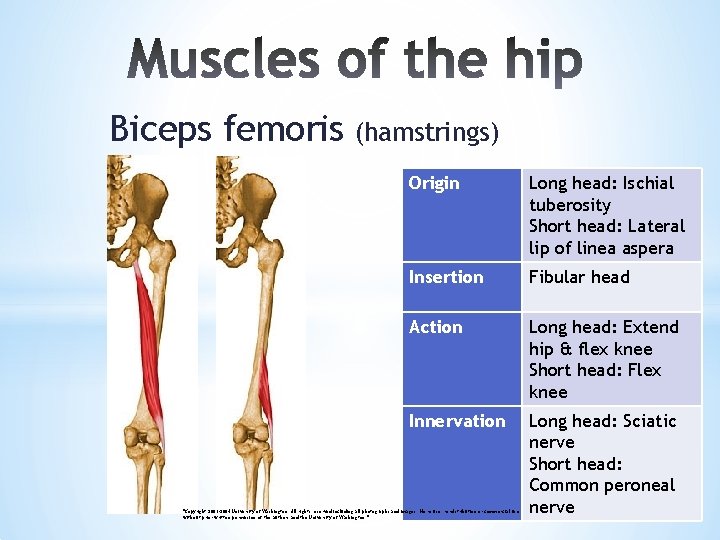 Biceps femoris (hamstrings) Origin Long head: Ischial tuberosity Short head: Lateral lip of linea
