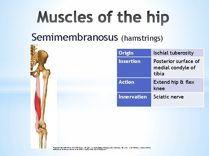 Semimembranosus (hamstrings) Origin Ischial tuberosity Insertion Posterior surface of medial condyle of tibia Action