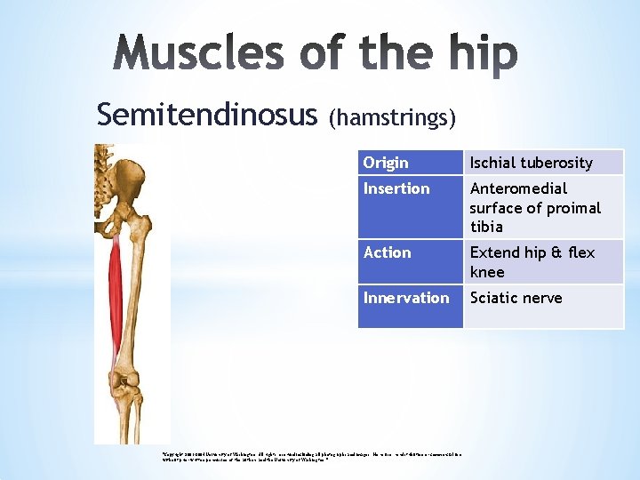 Semitendinosus (hamstrings) Origin Ischial tuberosity Insertion Anteromedial surface of proimal tibia Action Extend hip