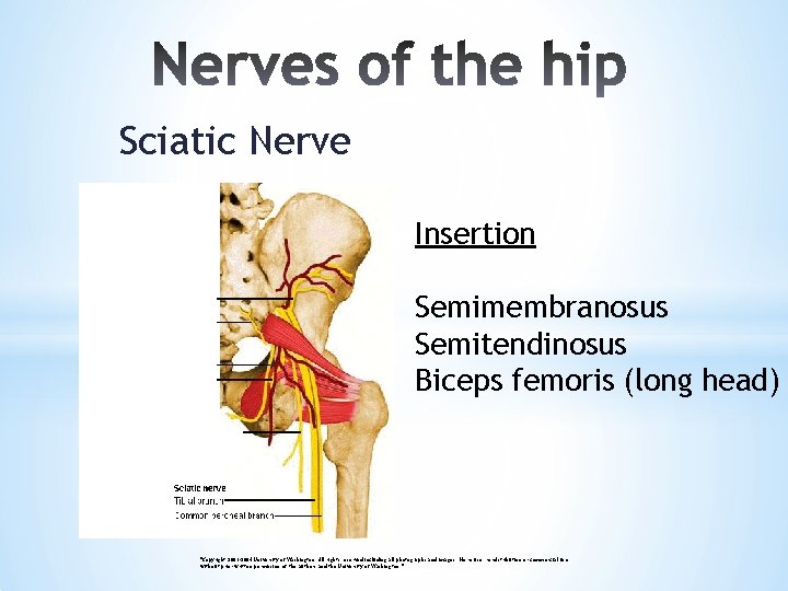 Sciatic Nerve Insertion Semimembranosus Semitendinosus Biceps femoris (long head) "Copyright 2003 -2004 University of