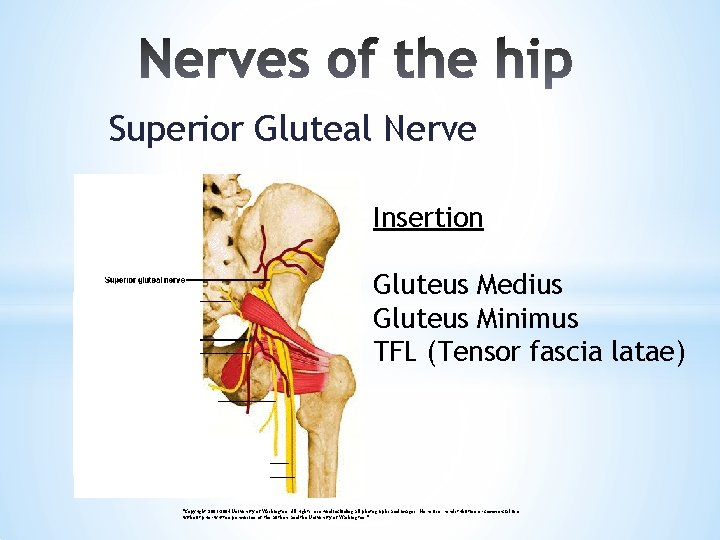 Superior Gluteal Nerve Insertion Gluteus Medius Gluteus Minimus TFL (Tensor fascia latae) "Copyright 2003