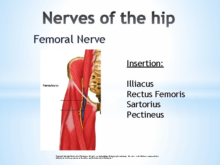 Femoral Nerve Insertion: Illiacus Rectus Femoris Sartorius Pectineus "Copyright 2003 -2004 University of Washington.