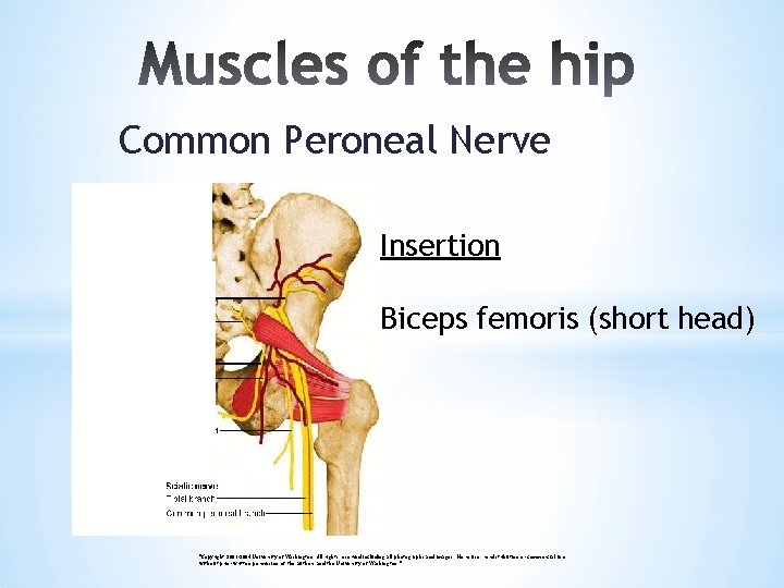 Common Peroneal Nerve Insertion Biceps femoris (short head) "Copyright 2003 -2004 University of Washington.