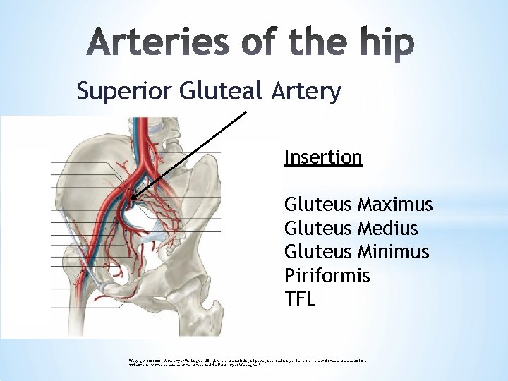 Superior Gluteal Artery Insertion Gluteus Maximus Gluteus Medius Gluteus Minimus Piriformis TFL "Copyright 2003