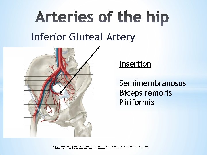 Inferior Gluteal Artery Insertion Semimembranosus Biceps femoris Piriformis "Copyright 2003 -2004 University of Washington.