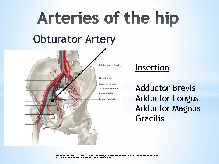 Obturator Artery Insertion Adductor Brevis Adductor Longus Adductor Magnus Gracilis "Copyright 2003 -2004 University