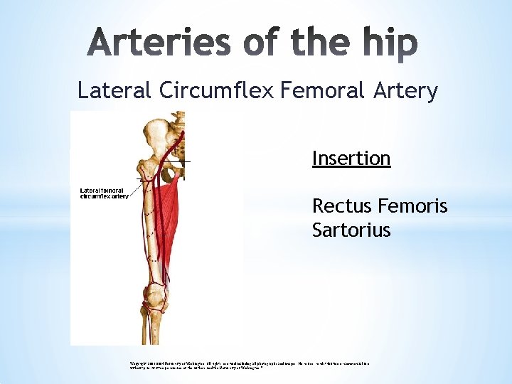 Lateral Circumflex Femoral Artery Insertion Rectus Femoris Sartorius "Copyright 2003 -2004 University of Washington.