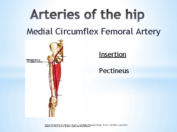 Medial Circumflex Femoral Artery Insertion Pectineus "Copyright 2003 -2004 University of Washington. All rights