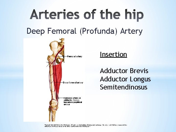 Deep Femoral (Profunda) Artery Insertion Adductor Brevis Adductor Longus Semitendinosus "Copyright 2003 -2004 University