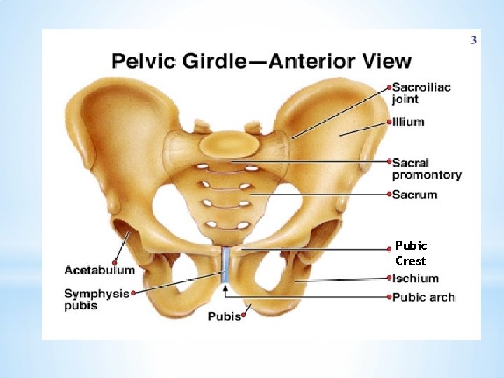 Pubic Crest 