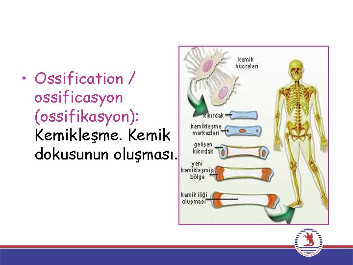  • Ossification / ossificasyon (ossifikasyon): Kemikleşme. Kemik dokusunun oluşması. 