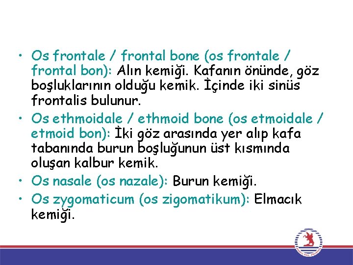  • Os frontale / frontal bone (os frontale / frontal bon): Alın kemiği.