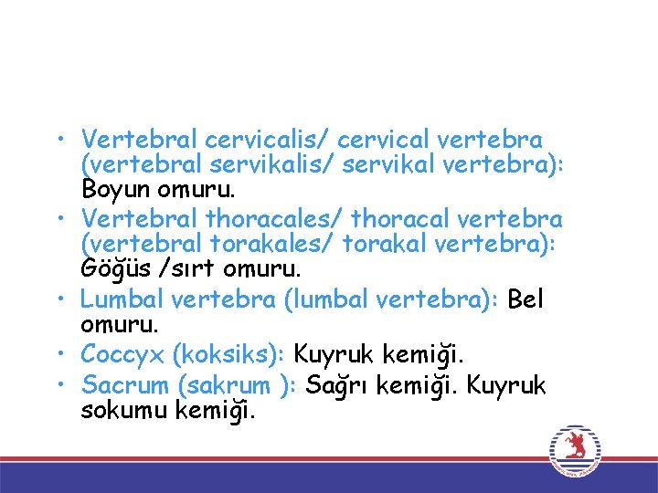  • Vertebral cervicalis/ cervical vertebra (vertebral servikalis/ servikal vertebra): Boyun omuru. • Vertebral