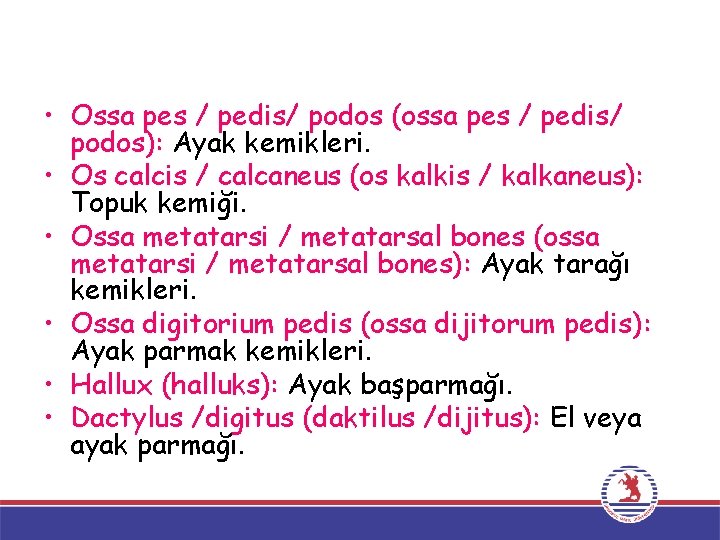  • Ossa pes / pedis/ podos (ossa pes / pedis/ podos): Ayak kemikleri.