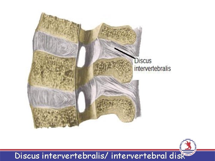 Discus intervertebralis/ intervertebral disk 