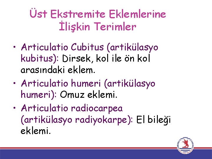 Üst Ekstremite Eklemlerine İlişkin Terimler • Articulatio Cubitus (artikülasyo kubitus): Dirsek, kol ile ön