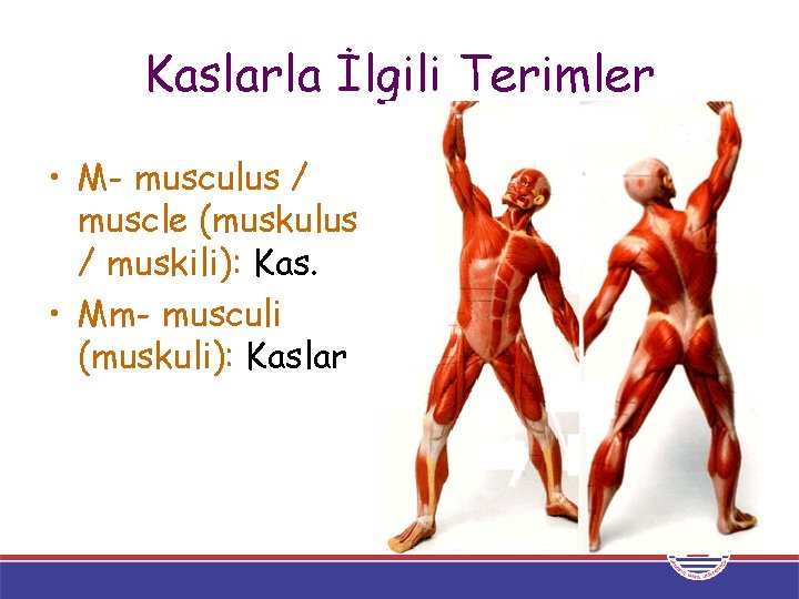 Kaslarla İlgili Terimler • M- musculus / muscle (muskulus / muskili): Kas. • Mm-