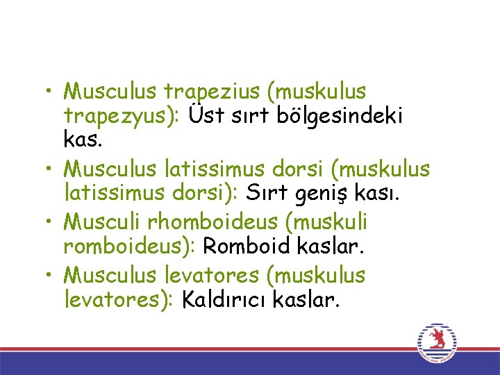  • Musculus trapezius (muskulus trapezyus): Üst sırt bölgesindeki kas. • Musculus latissimus dorsi