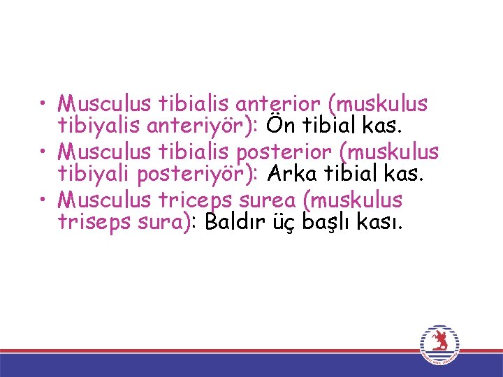  • Musculus tibialis anterior (muskulus tibiyalis anteriyör): Ön tibial kas. • Musculus tibialis