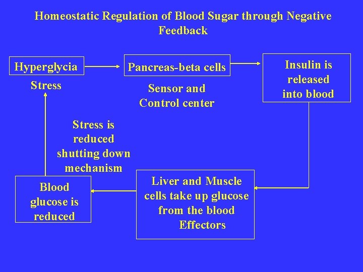 Homeostatic Regulation of Blood Sugar through Negative Feedback Hyperglycia Pancreas-beta cells Stress Sensor and