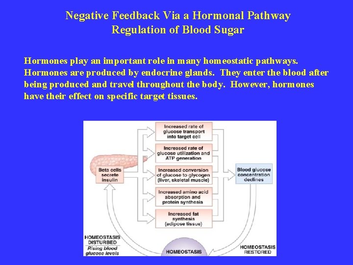 Negative Feedback Via a Hormonal Pathway Regulation of Blood Sugar Hormones play an important