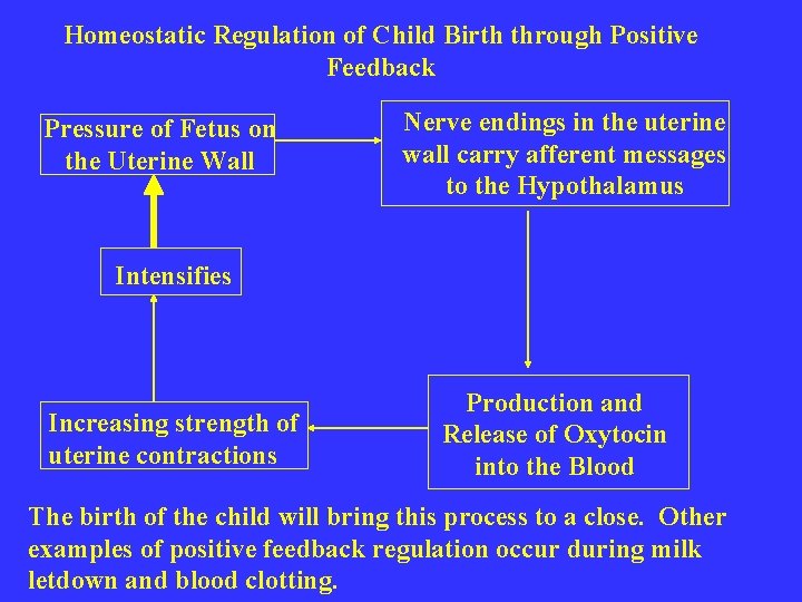 Homeostatic Regulation of Child Birth through Positive Feedback Pressure of Fetus on the Uterine