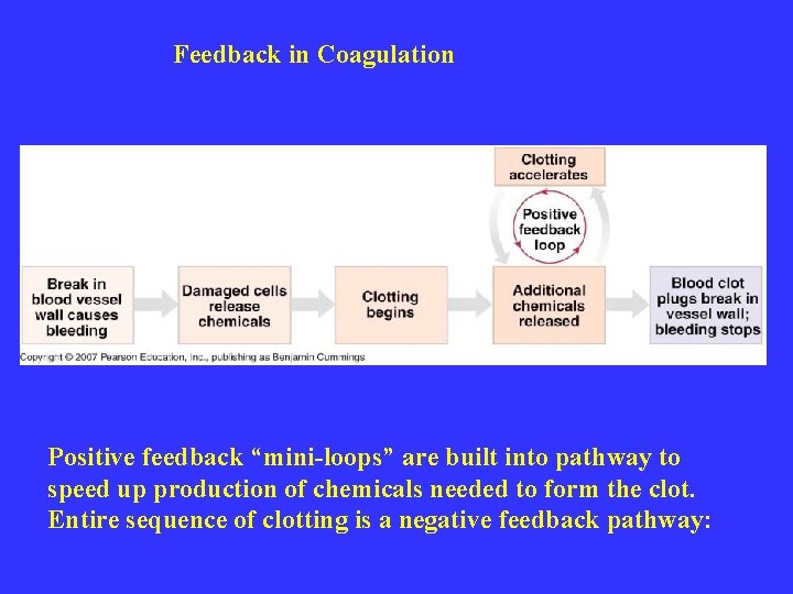 Feedback in Coagulation Positive feedback “mini-loops” are built into pathway to speed up production