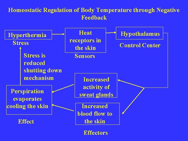 Homeostatic Regulation of Body Temperature through Negative Feedback Hyperthermia Stress is reduced shutting down