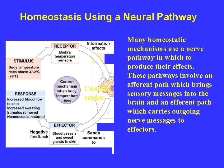 Homeostasis Using a Neural Pathway Control center Many homeostatic mechanisms use a nerve pathway