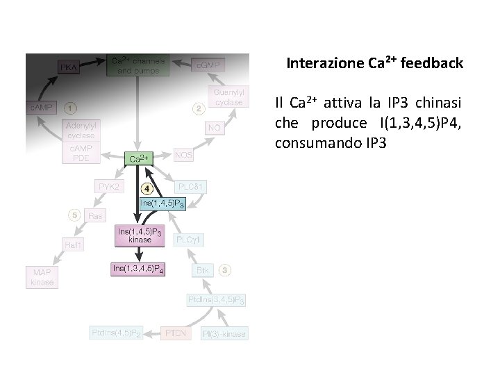 Interazione Ca 2+ feedback Il Ca 2+ attiva la IP 3 chinasi che produce