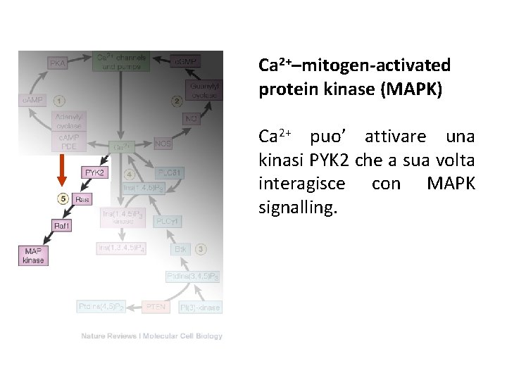 Ca 2+–mitogen-activated protein kinase (MAPK) Ca 2+ puo’ attivare una kinasi PYK 2 che