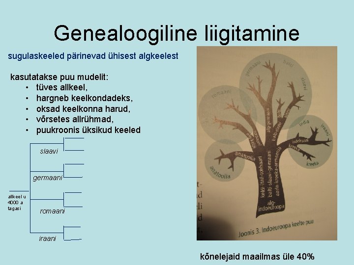 Genealoogiline liigitamine sugulaskeeled pärinevad ühisest algkeelest kasutatakse puu mudelit: • tüves allkeel, • hargneb