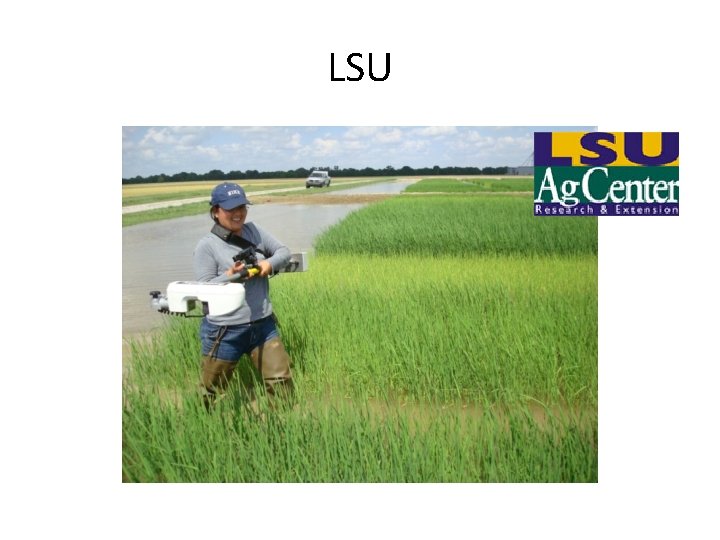 LSU LSU