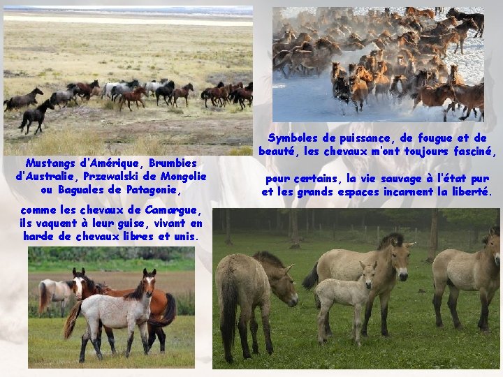 Mustangs d’Amérique, Brumbies d’Australie, Przewalski de Mongolie ou Baguales de Patagonie, comme les chevaux