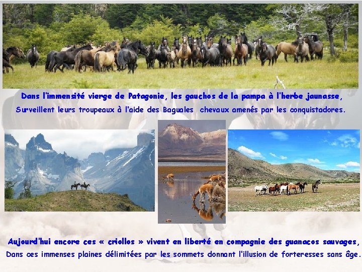 Dans l’immensité vierge de Patagonie, les gauchos de la pampa à l’herbe jaunasse, Surveillent