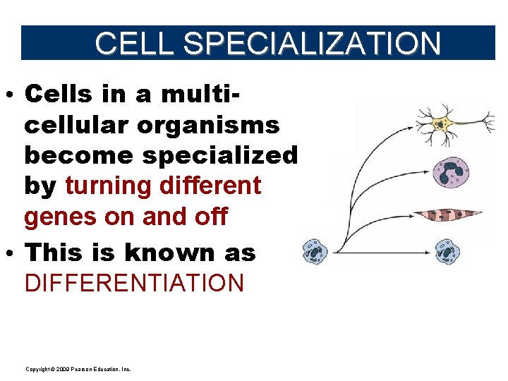 CELL SPECIALIZATION • Cells in a multicellular organisms become specialized by turning different genes