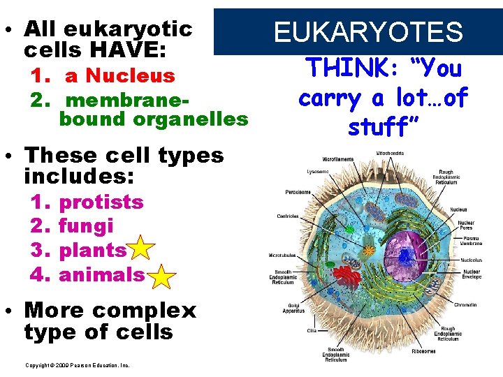  • All eukaryotic cells HAVE: 1. a Nucleus 2. membranebound organelles • These