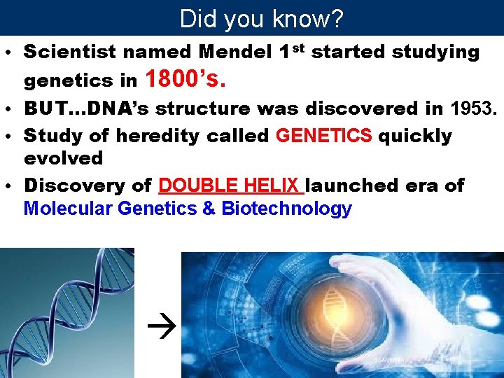 Did you know? • Scientist named Mendel 1 st started studying genetics in 1800’s.