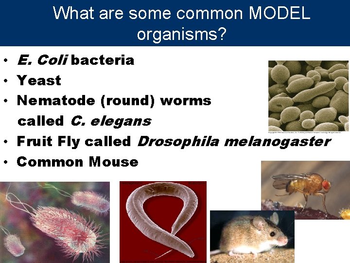 What are some common MODEL organisms? • E. Coli bacteria • Yeast • Nematode