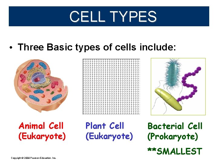 CELL TYPES • Three Basic types of cells include: Animal Cell (Eukaryote) Copyright ©