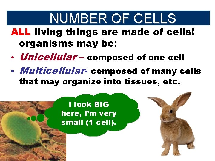 NUMBER OF CELLS ALL living things are made of cells! organisms may be: •