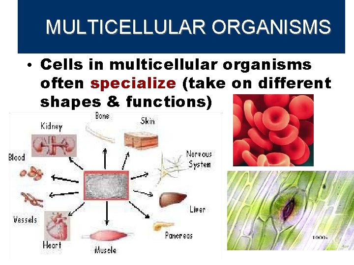 MULTICELLULAR ORGANISMS • Cells in multicellular organisms often specialize (take on different shapes &