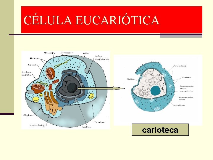 CÉLULA EUCARIÓTICA carioteca 