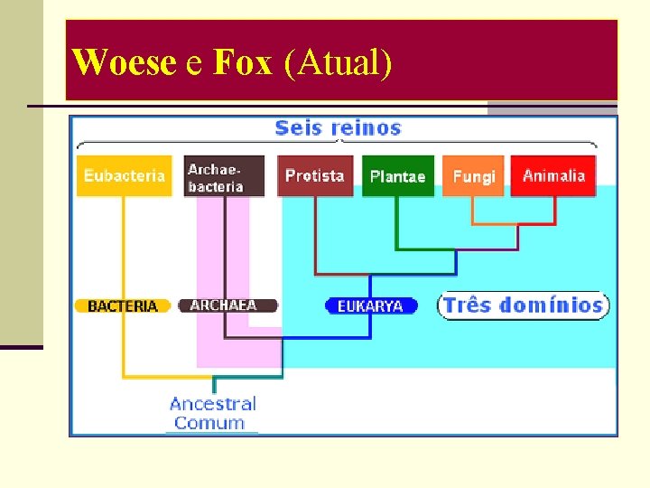 Woese e Fox (Atual) 