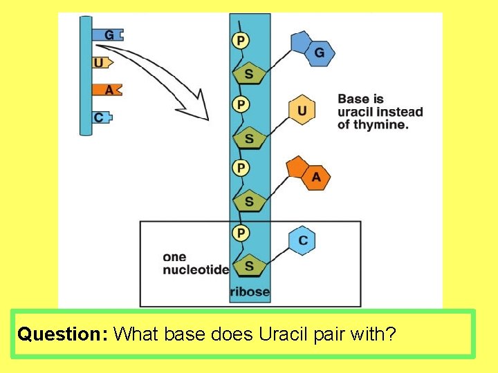 Question: What base does Uracil pair with? 