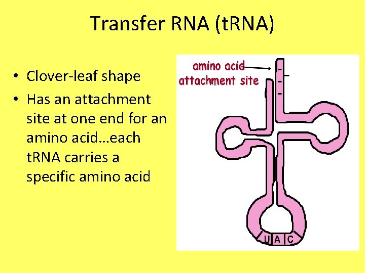 Transfer RNA (t. RNA) • Clover-leaf shape • Has an attachment site at one